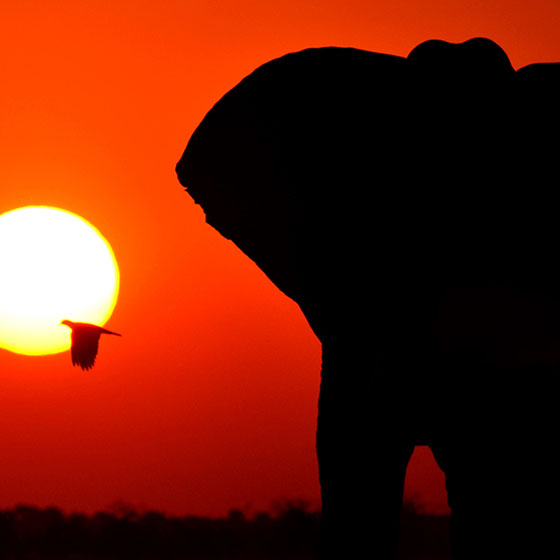 Botswana elephants at sunset