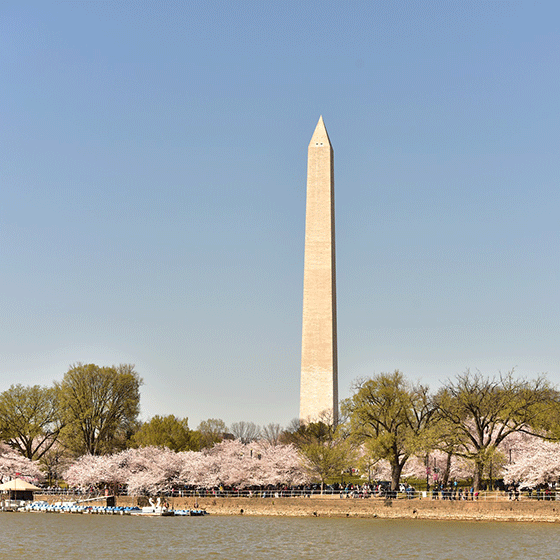 Washington Monument with cherry blossoms in foreground