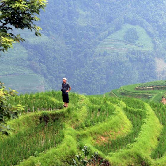 China terrace farming and farmer