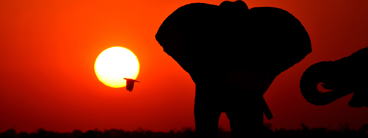 Botswana elephants