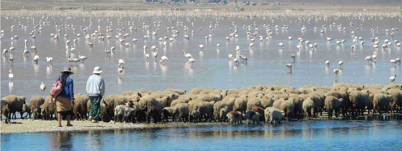 People walking on a shoreline with sheep and flamingos in the background
