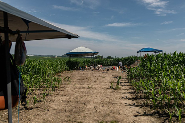 An excavation site with tents sits in a cleared dirt patch surrounded by rows of cornfield.